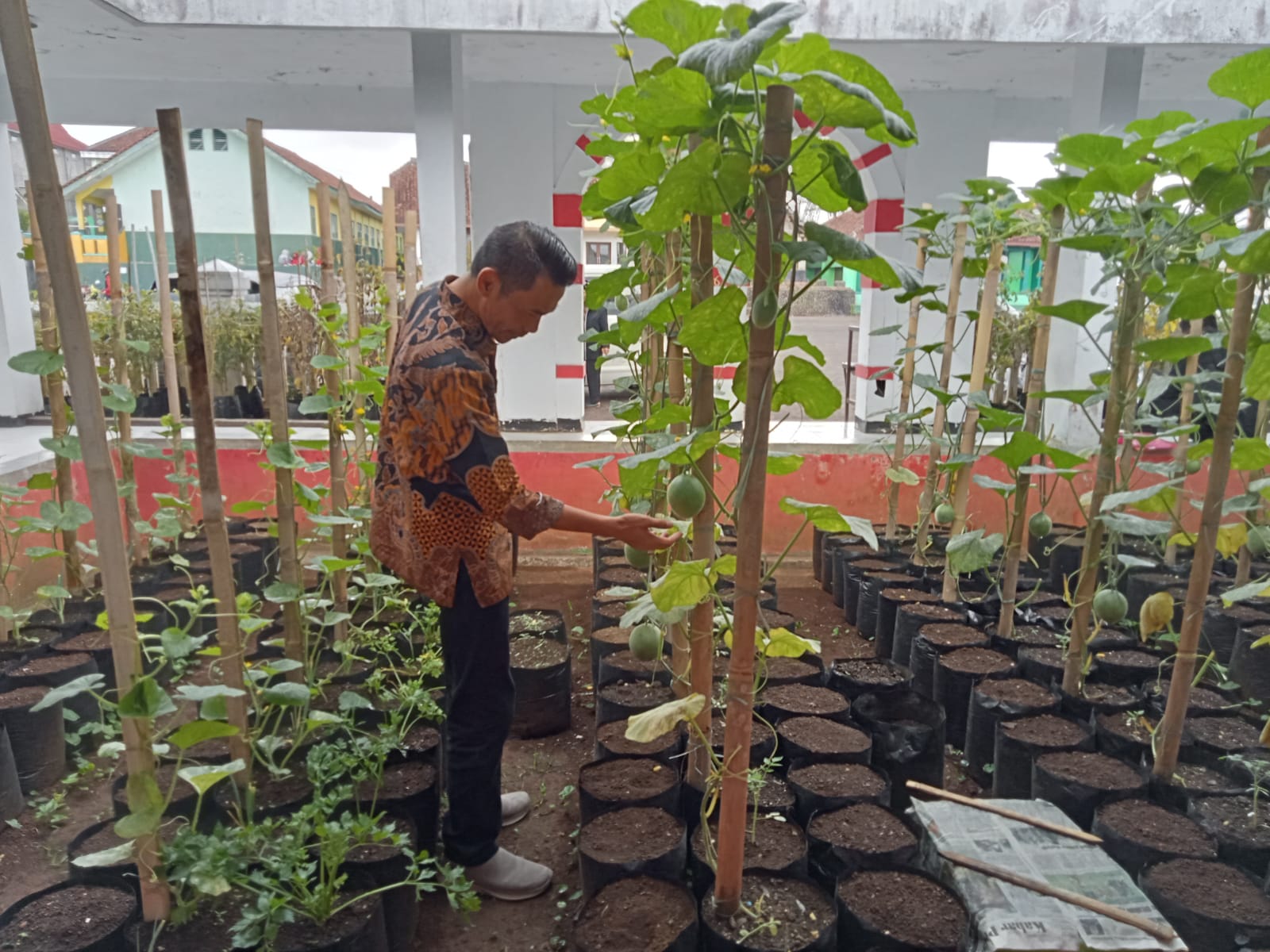 Halaman Kantor Kecamatan Cigalontang Makin Hijau Dan Berbuah KAPOL ID