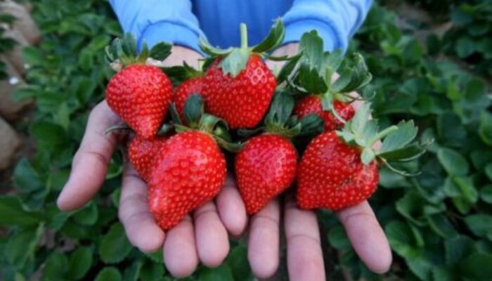 Desa Barudua dan Holibert