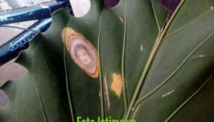 Foto Mirip Wajah Manusia di Daun, Bikin Heboh