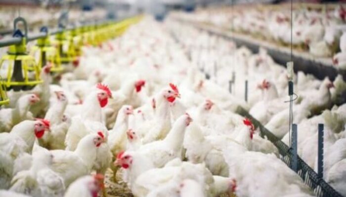 Peternak Bingung Harga Ayam Anjlok