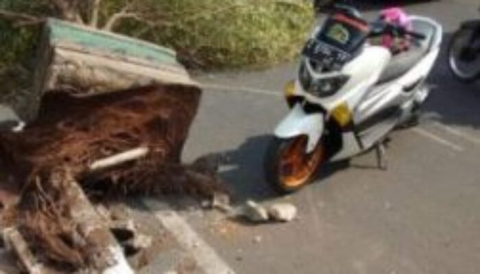 Pot Raksasa Diatas Trotoar, Tumbang Ditiup Angin