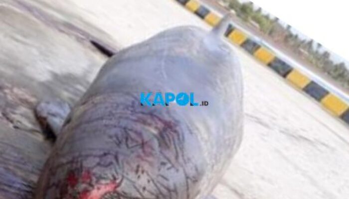 Bangkai Ikan Aneh Ditemukan di Pantai Bojongsalawe