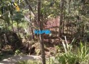 Ratusan Monyet Serang Perkebunan Warga