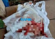 Penemuan Mayat Bayi Perempuan, Gegerkan Warga Tanjungsari