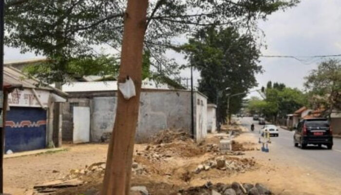 Tebang Habis Pohon “Paru-Paru” Kota, Sisakan Ketapang Kencana