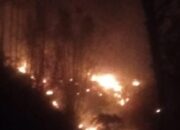 Puluhan Hektar Hutan Pinus Kebakaran