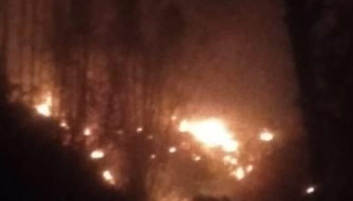 Puluhan Hektar Hutan Pinus Kebakaran