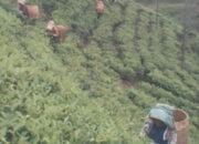 Panen Perkebunan Teh Taraju Merosot Drastis