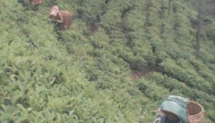 Panen Perkebunan Teh Taraju Merosot Drastis