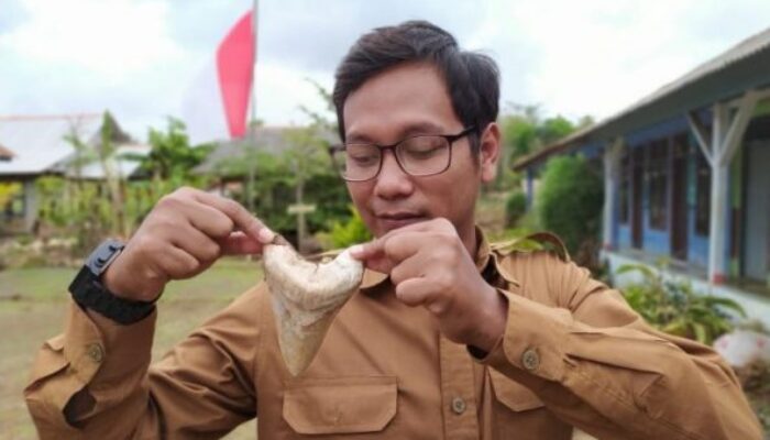 Gigi Hiu Purba Ditemukan di Kawasan Wisata Bodyrafting