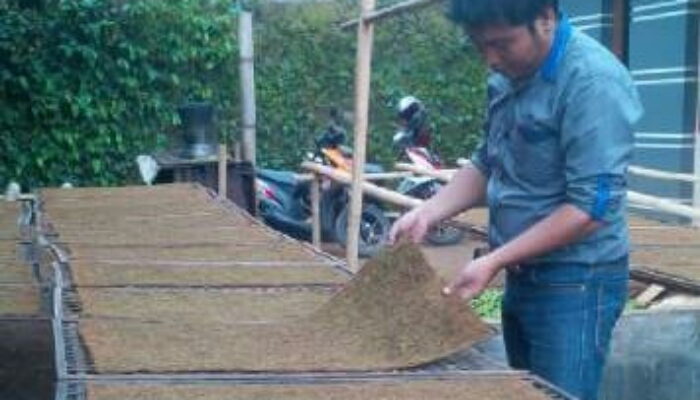 Pita Cukai dan Pajak Mahal, Puluhan Pengusaha Tembakau Gulung Tikar