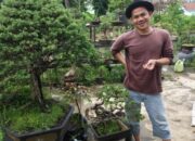 Pahami Potensi Merusak Seni Bonsai