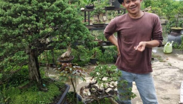 Pahami Potensi Merusak Seni Bonsai