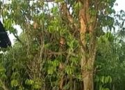 Monyet Turun ke Pemukiman Warga