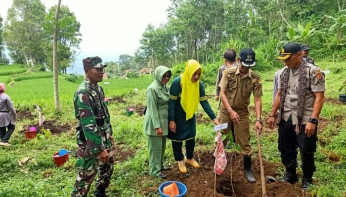 2 Ribu Bibit Pohon, Ditanam di Gunung Tampomas Cimalaka