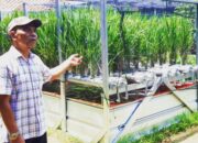 Getah Palu: Wisata Agroponik Sawah di Atas Awan