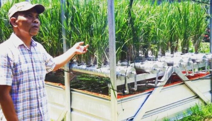 Getah Palu: Wisata Agroponik Sawah di Atas Awan