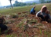 Musim Tanam Ini, Petani Margalaksana Gigit Jari