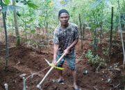 Komunitas Rumah Pangan Lestari: Bergerak Menanami Halaman Rumah