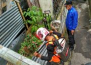 Ulat Bulu Serang Pemukiman