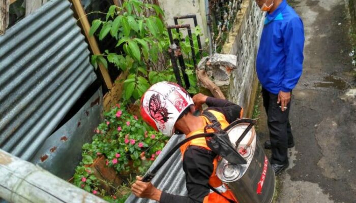 Ulat Bulu Serang Pemukiman