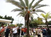 Setelah 18 Tahun, Panen Buah Kurma di Masjid Agung Tasikmalaya