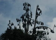 Disebut Biang Coronavirus, Inilah Hasil Penelitian Habitat Kampret di Situ Lengkong Panjalu!