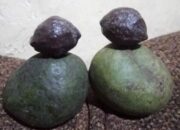 Muncang Sebanding Dengan Harga Emas 24 Karat