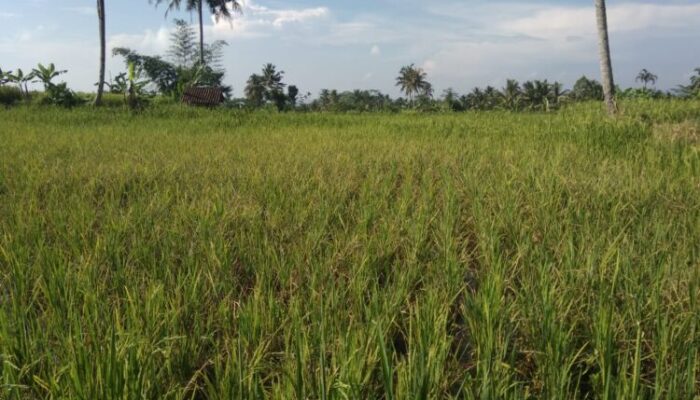 Tikus Menjarah, Sawah Gundul di Tengah