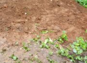 Kabar Buper Kiara Payung Jadi Tempat Pemakaman Khusus Covid-19, Warga Bertanya