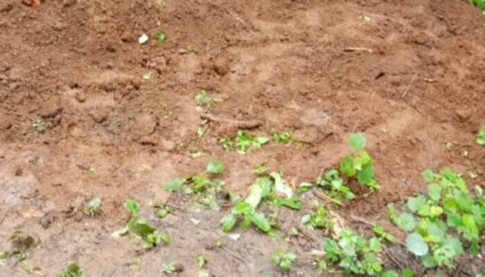 Kabar Buper Kiara Payung Jadi Tempat Pemakaman Khusus Covid-19, Warga Bertanya