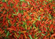 Harga Cabai Rawit Merah, Pedas