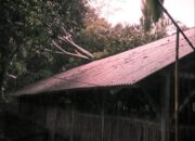 Hujan Disertai Angin Kencang, Pohon Tumbang Timpa Bangunan