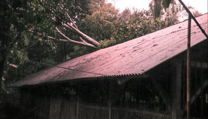 Hujan Disertai Angin Kencang, Pohon Tumbang Timpa Bangunan
