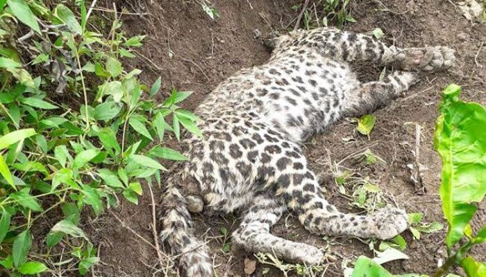 Macan Tutul Mati di Kandang Ayam