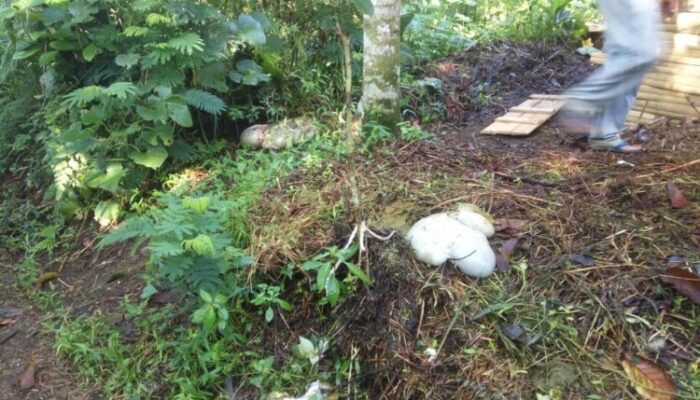 Sadis, Maling Potong Curiannya di Malaganti