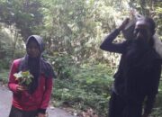 Pasutri di Sumedang Kembangkan Usaha Bibit Mahoni, Manfaatkan Potensi Tahura Palasari 