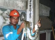 Ular Sanca Panjat Tiang, Kesetrum, Listrik Padam