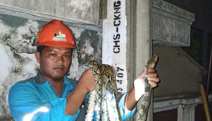 Ular Sanca Panjat Tiang, Kesetrum, Listrik Padam