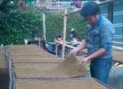 Lockdown, Petani Tembakau di Sumedang Bingung