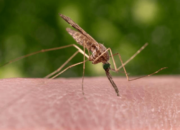 Hari Malaria 25 April: Waspada di Tengah Pandemi Covid-19