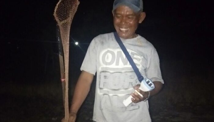 Musim Hujan, Pemburu Kodok ‘Swike’ di Wado Raup Keuntungan