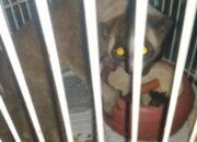 Ditemukan Warga, Seekor Kukang Dilepasliarkan di Hutan Gunung Masigit