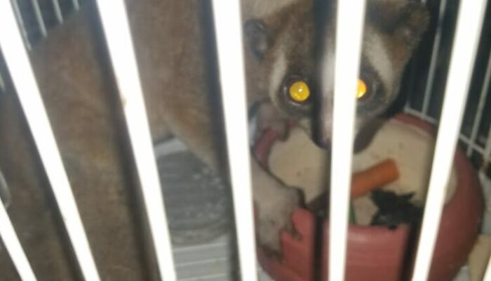 Ditemukan Warga, Seekor Kukang Dilepasliarkan di Hutan Gunung Masigit