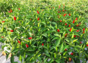 Petani Cabai Pusing, Harga Jungkir Balik