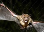 Apakah Virus Corona Berasal dari Perdagangan Tahi Kelelawar?