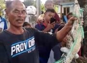 Buaya Ditemukan Warga di Pesisir Waduk Jatigede