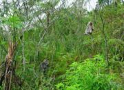 Monyet Turun Gunung di Galunggung