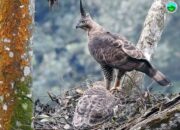 Saat Pandemi Virus Corona, Di TNGGP Dua Telur Elang Jawa Menetas