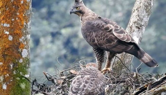 Saat Pandemi Virus Corona, Di TNGGP Dua Telur Elang Jawa Menetas